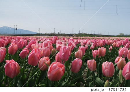 チューリップ　（五泉チューリップまつり） 37314725