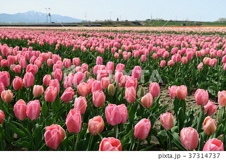 チューリップ　（五泉チューリップまつり） 37314737