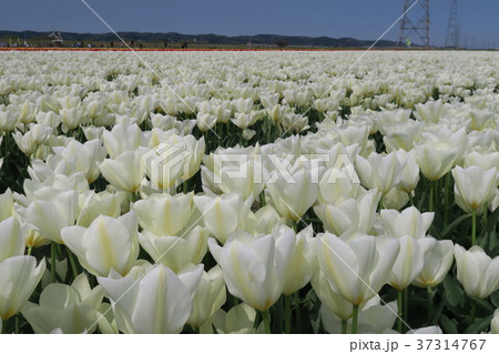 チューリップ　（五泉チューリップまつり） 37314767