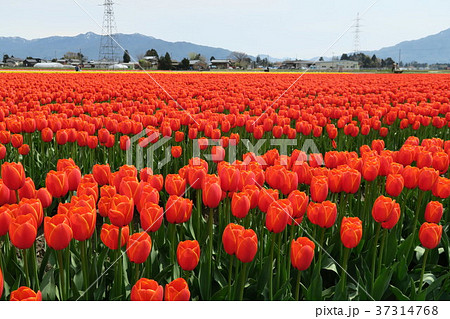 チューリップ　（五泉チューリップまつり） 37314768