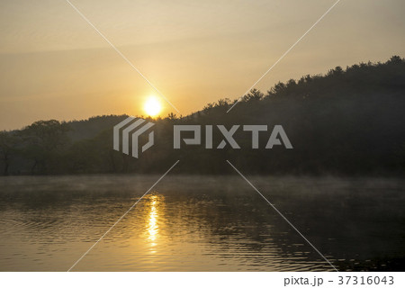 空 霧 植物 37316043