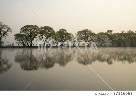 空 霧 植物 37316063