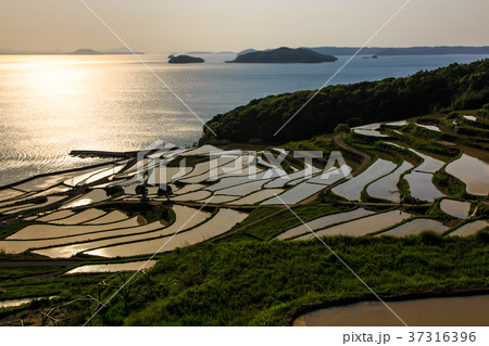 土谷棚田の夕陽と水張風景 長崎県松浦市 土谷棚田の夕陽と水張風景 長崎県松浦市 37316396