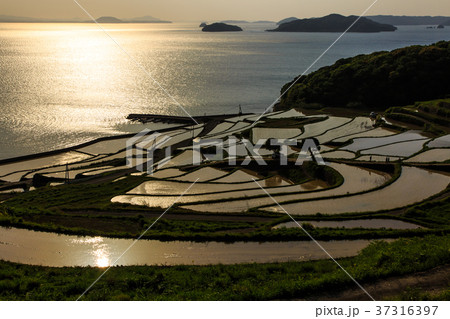 土谷棚田の夕陽と水張風景 長崎県松浦市 土谷棚田の夕陽と水張風景 長崎県松浦市 37316397