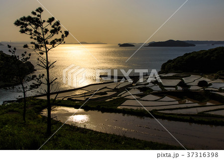 土谷棚田の夕陽と水張風景 長崎県松浦市 土谷棚田の夕陽と水張風景 長崎県松浦市 37316398