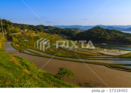 土谷棚田の夕方の水張風景 長崎県松浦市 土谷棚田の夕方の水張風景 長崎県松浦市 37316402