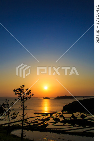 土谷棚田の夕陽と水張風景 長崎県松浦市 土谷棚田の夕陽と水張風景 長崎県松浦市 37316421