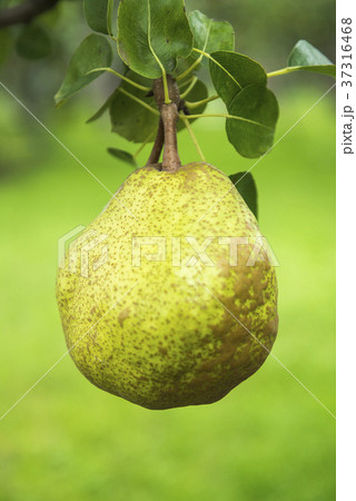 枝葉付きの洋梨 37316468
