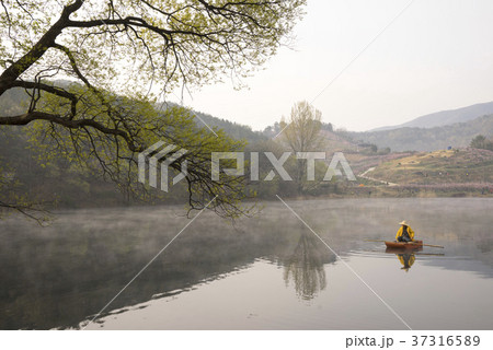 植物 夜明け 霧 37316589