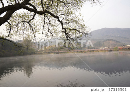 植物 夜明け 霧 37316591