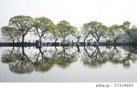 植物 夜明け 霧 37316605