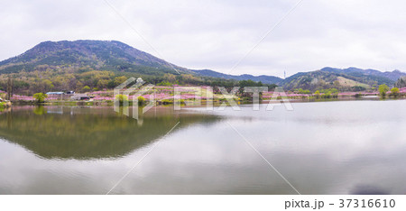 屋外 室外 木 37316610