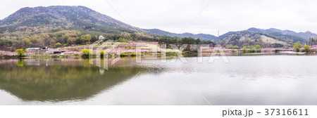 屋外 室外 木 37316611