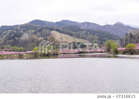 屋外 室外 木 37316615