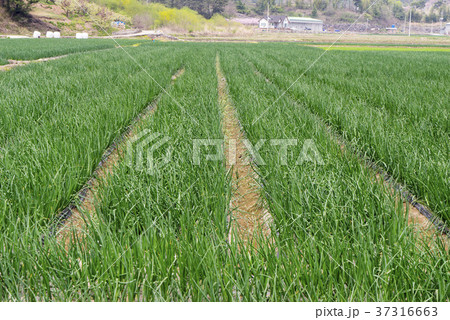 自然 風景 屋外 37316663