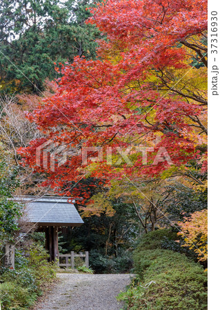 日向大神宮 日向大神宮 37316930