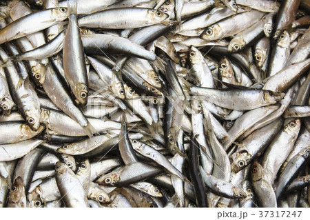 a lot of small frozen fish, sprat, herring. a lot of small frozen fish, sprat, herring. 37317247