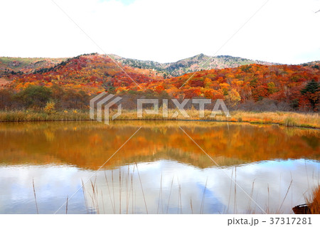 八幡平御在所沼周辺 37317281