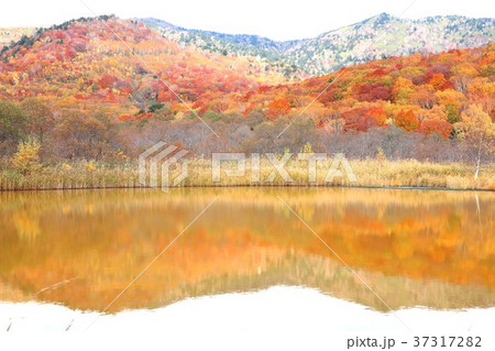 八幡平御在所沼周辺 37317282