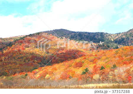 八幡平御在所沼周辺 37317288