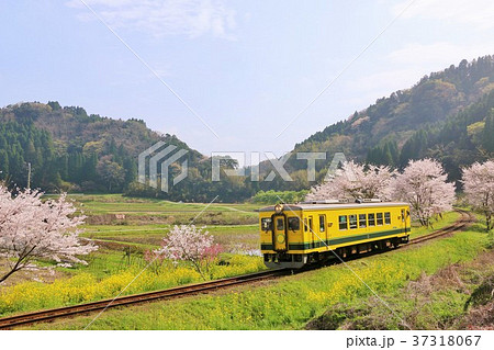 千葉県　春のいすみ鉄道 37318067