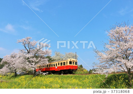 千葉県　春の小湊鉄道 37318068