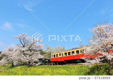 千葉県　春の小湊鉄道 37318069