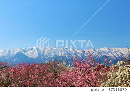 春の青空と梅の風景 春の青空と梅の風景 37318070