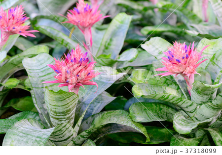 Pink Bromeliad flower or Aechmea fasciata Pink Bromeliad flower or Aechmea fasciata 37318099
