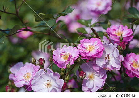 ラベンダー色が美しいバラ 37318443