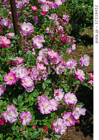 ラベンダー色が美しいバラ 37318452