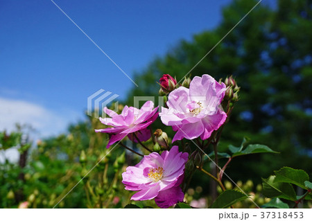 ラベンダー色が美しいバラ 37318453