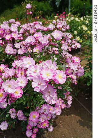 ラベンダー色が美しいバラ 37318461