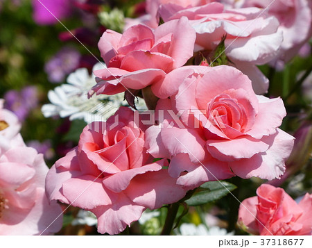 ピンクのバラ 37318677