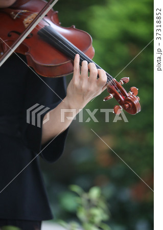 バイオリン 37318852