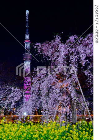 東京スカイツリーとしだれ桜と菜の花 37319567