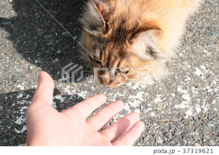 近寄る猫様 近寄る猫様 37319621