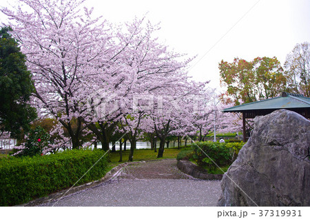 落合公園の桜 落合公園の桜 37319931