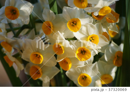 スイセン 37320069