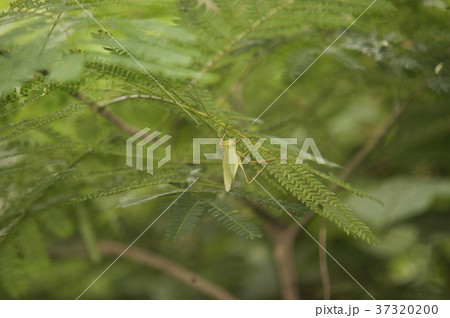 ウェヨンド 保寧市 忠南 37320200