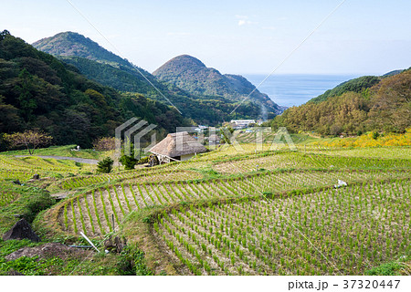 石部の棚田 37320447