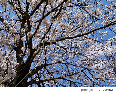 桜日和 桜日和 37320468