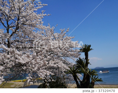 someiyoshino & lake biwa 37320470