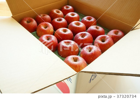 信州りんご サンフジ 信州りんご サンフジ 37320734