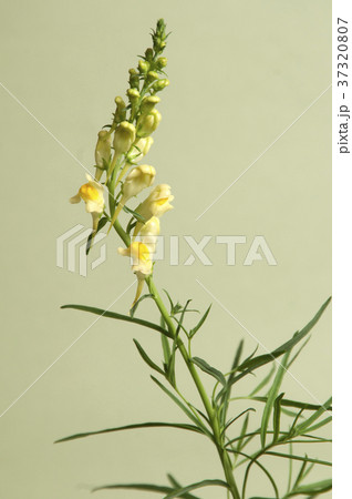 Toadflax Toadflax 37320807