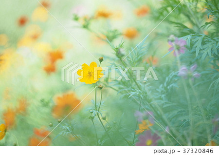 キバナコスモス 37320846