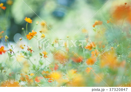 キバナコスモス 37320847