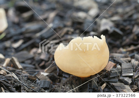 Peziza varia 37322566