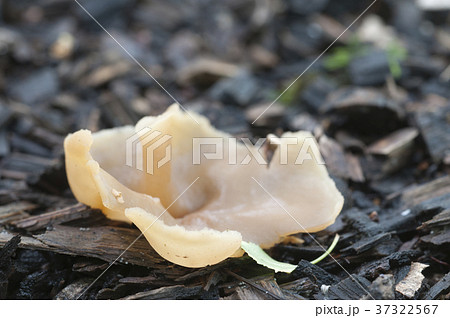 Peziza varia 37322567