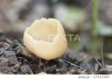 Peziza varia Peziza varia 37322569